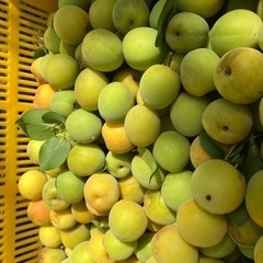 無農薬　　南高梅の画像