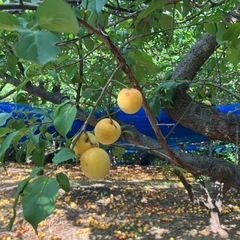 無農薬　　南高梅