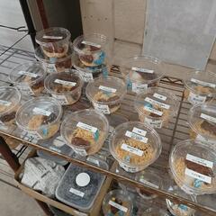 6/20(火)AMクワガタ追加出品情報＊300円〜＊倉敷＊船穂＊玉島＊の画像