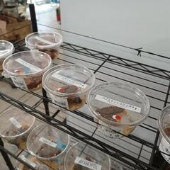 6/20(火)AMクワガタ追加出品情報＊300円〜＊倉敷＊船穂＊玉島＊の画像