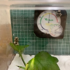 （ありがとうごいました）ミルキーフロッグ上陸