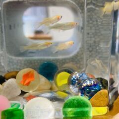 6月21～25日（水～日）　ボトルテラリウム教室　水草　植物　メダカ　めだか　アクアリウム 苔 の画像