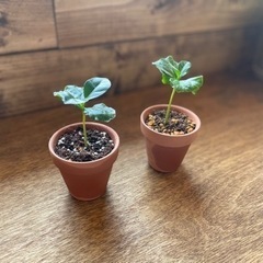 再販  コーヒーの木 ミニポット