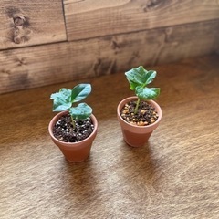 再販  コーヒーの木 ミニポットの画像