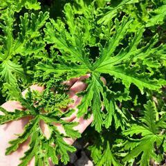 ゼラニウムの挿し穂10本（蚊連草）蚊よけ虫除けにの画像