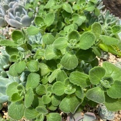 ☆アロマティカス☆多肉植物☆