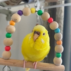 黄色のセキセイインコ探しています。兵庫県三田市