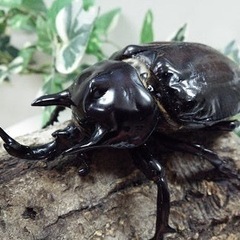 ヴァズデメロ　ボリビアヤヌス　ゾウカブト