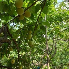 和歌山県産南高梅の画像