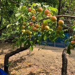 和歌山県産南高梅の画像