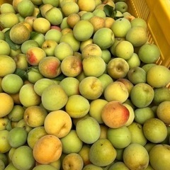 和歌山県産南高梅