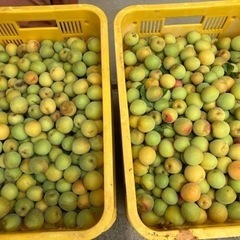 和歌山県産南高梅の画像