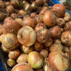 玉ねぎ2