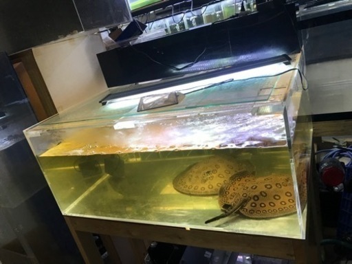 お譲り先決定‼️大型水槽　水槽機材　1200水槽　奥行900