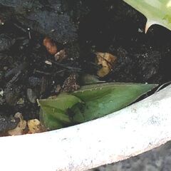 （決まりました）白い斑入りアロエ・サポナリア 18㎝プラ鉢の画像