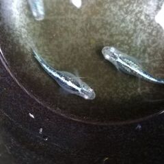 【ワンセット限定】輝黒龍　メダカ　針子　50匹（未選別、補償分込み）の画像