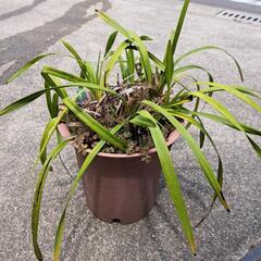 西洋蘭　蘭　鉢　プランター　植木鉢