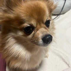 【トライアル決定しました】ポメチワ女の子8才 - 犬