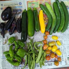 夏野菜のセット【お取り引き者様決定】