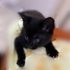 保護猫(子猫)の里親募集　里親決まりました。ありがとうございました。