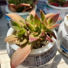 多肉植物　火祭り　在庫多数　多肉同士の交換可
