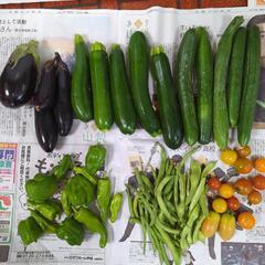 【お引取り者様決定済み】きゅうりとズッキーニと夏野菜
