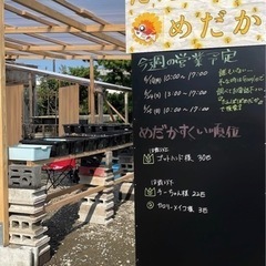 本日急遽営業😊