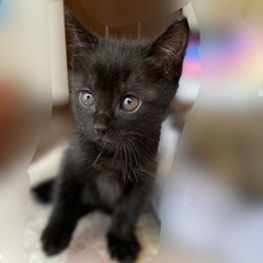 保護猫(子猫)里親募集④里親決まりました。ありがとうございました。