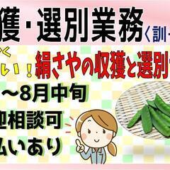 【力仕事ありません！】野菜収獲・選別〈訓子府〉