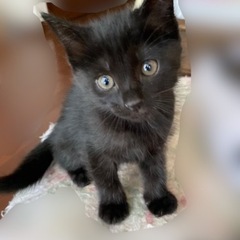 保護猫(子猫)里親募集⑤ 里親決まりました。ありがとうございました。