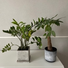 植物２つセット　受け渡し決定済