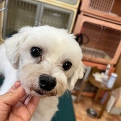 マルチーズ　4歳　男の子