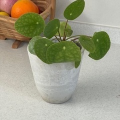 観葉植物のペペロミオイデス