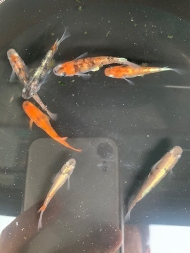 メダカ　紅玉　親魚　オスメス入り