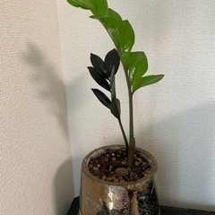 ザミオクルカス　レイヴン　葉挿し