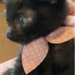 400g〜500gちっちゃい幸福のくろねこ❣️ - 猫