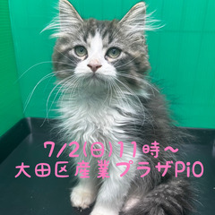 4月生ラガマフィン♂(トライアウト猫) の画像