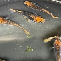 朱赤 ブラックリム 竜章鳳姿の有精卵10個の画像