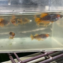 朱赤 ブラックリム 竜章鳳姿の有精卵10個の画像