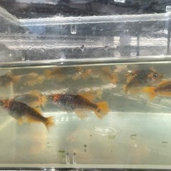 朱赤 ブラックリム 竜章鳳姿の有精卵10個の画像