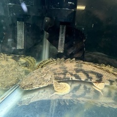 ポリプテルスエンドリケーリー🐟