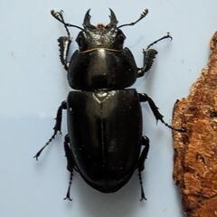 ノコギリクワガタ　メス単の画像