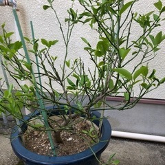 マイヤーレモン鉢