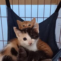 とっても仲良し三兄妹