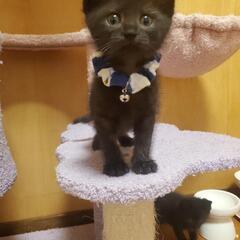 ⭐ご家族が決まりました⭐わんぱくイケメン黒猫ちゃん😾1.5ヵ月男...