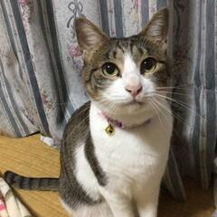 【終了】活発なキジ白猫ちゃん