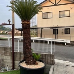 ソテツ 蘇鉄大株 新葉 約2.8m