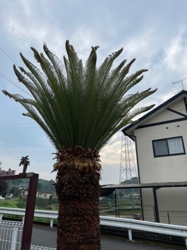 ソテツ 蘇鉄大株 新葉 約2.8m