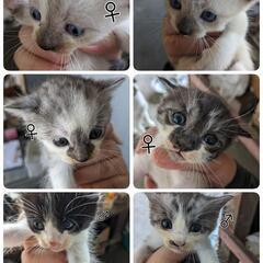 野良猫の子🙇‍♀️🙇‍♀️（一旦終了）別で募集します！