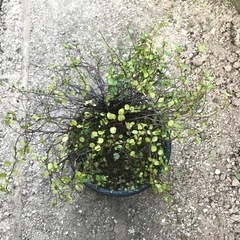 観葉植物　ワイヤープランツ